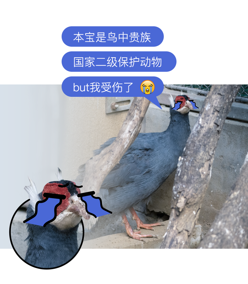 動(dòng)物矯正8.png